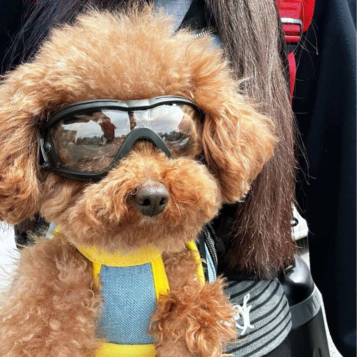 調節可能な TPU 犬用サングラス UV 保護小型ペット用ゴ - Snow Goggle Uv のレビューと価格